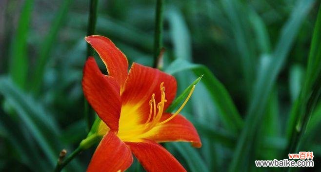 传承美德、代代相传 以萱草的寓意