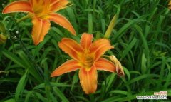 独特的花语和寓意，萱草为你诠释爱与美 萱草花语与寓意