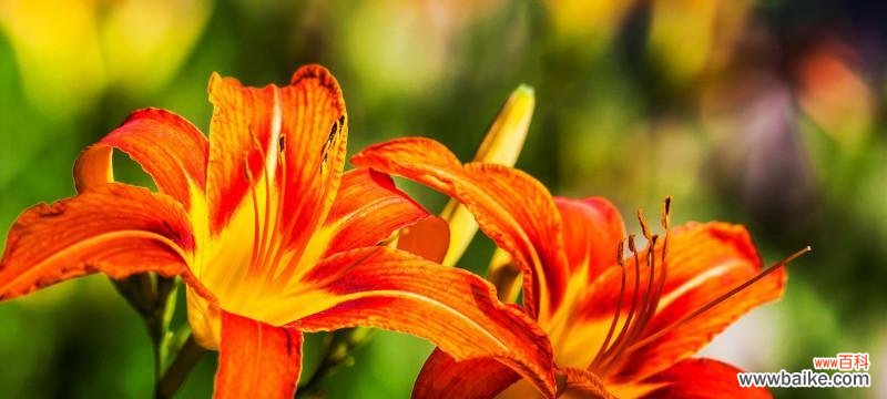 探寻萱草花的象征意义 以萱草花的寓意象征是什么