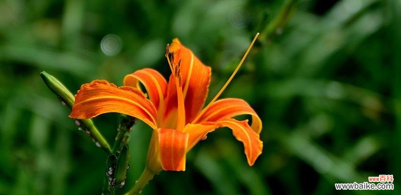 探寻萱草花的象征意义 以萱草花的寓意象征是什么