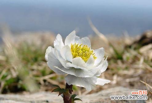 追寻真爱的你，你了解雪莲的意义吗？ 雪莲花的花语——凝固的纯洁