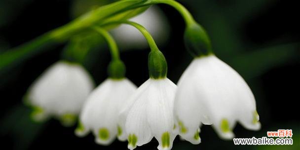 探寻雪滴花的美丽传说与花语之谜 雪滴花