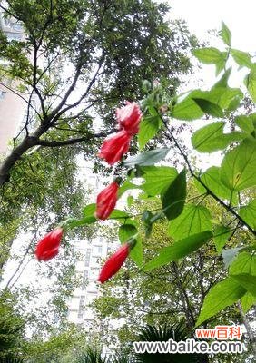 传递祝福和感谢之情的花朵 悬铃花的花语与象征意义