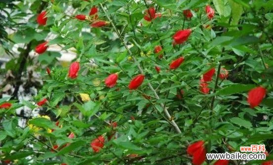 传递祝福和感谢之情的花朵 悬铃花的花语与象征意义