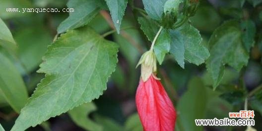 传递祝福和感谢之情的花朵 悬铃花的花语与象征意义