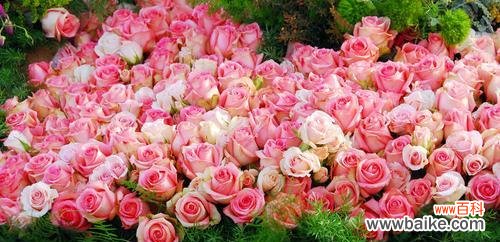 红丁香 红丁香花语