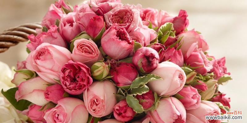 红丁香 红丁香花语