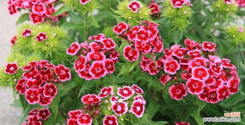 红丁香 红丁香花语