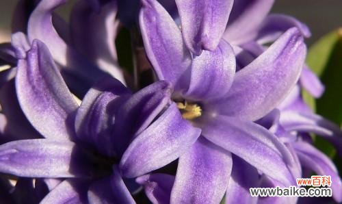 揭开黑紫色马蹄莲的花语之谜 深邃神秘的黑紫色马蹄莲花