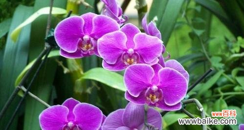 揭开黑紫色马蹄莲的花语之谜 深邃神秘的黑紫色马蹄莲花