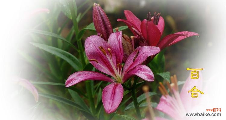 红百合花语与爱情的奇妙连接 红百合花语的传情之道