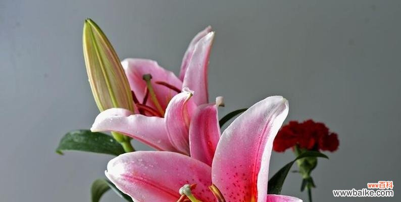 红百合花语与爱情的奇妙连接 红百合花语的传情之道