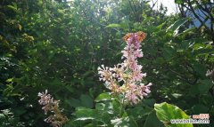 香气满溢 红丁香的象征寓意与美丽之韵