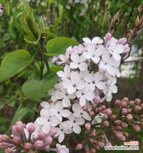 香气满溢 红丁香的象征寓意与美丽之韵