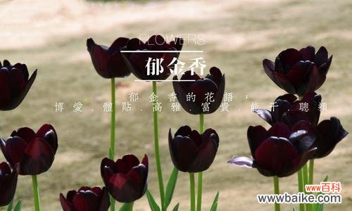 探寻黑郁金香的秘密 黑郁金香