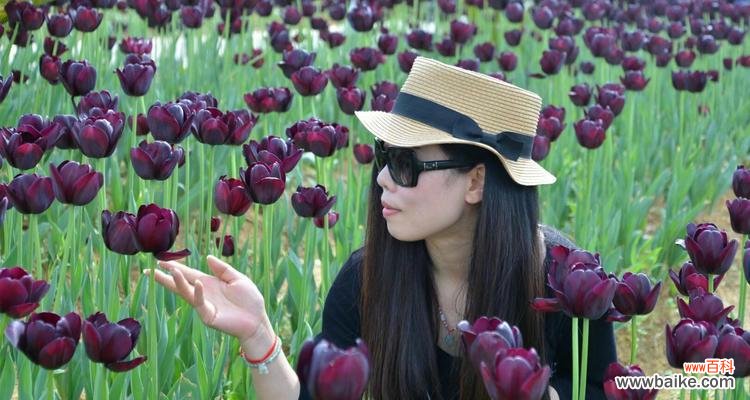 探寻黑郁金香的秘密 黑郁金香