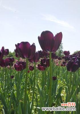 探寻黑郁金香的秘密 黑郁金香