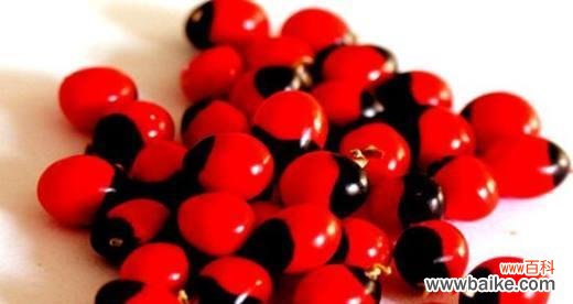 传递快乐与美好的红豆花语 红豆花语之祝福与希望