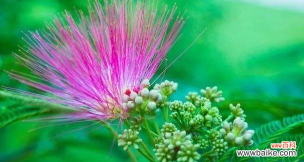 传递快乐与美好的红豆花语 红豆花语之祝福与希望