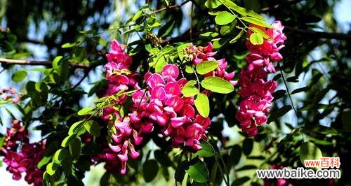 揭示红花刺槐花的神秘语言 红花刺槐的花语与意义