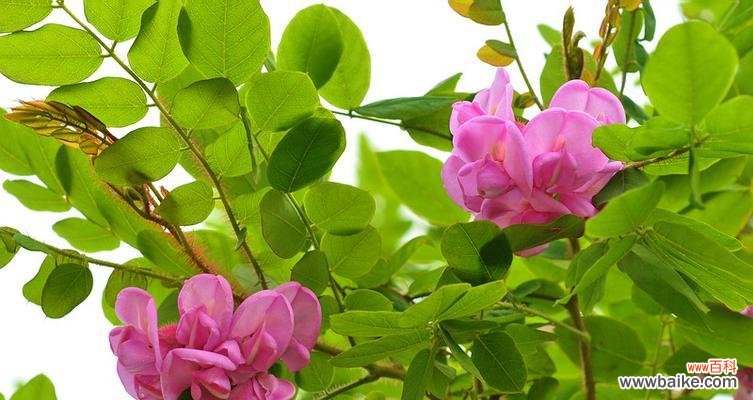 揭示红花刺槐花的神秘语言 红花刺槐的花语与意义