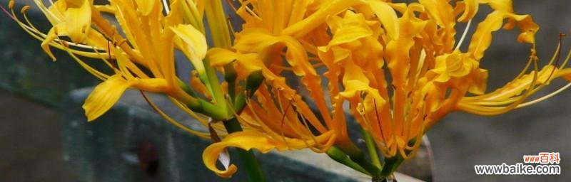 红花石蒜花语的神秘象征与深远意义 红花石蒜花语