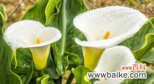 探寻红马蹄莲的传奇与美丽 红马蹄莲花