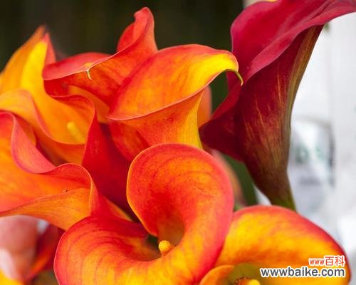 探寻红马蹄莲的传奇与美丽 红马蹄莲花