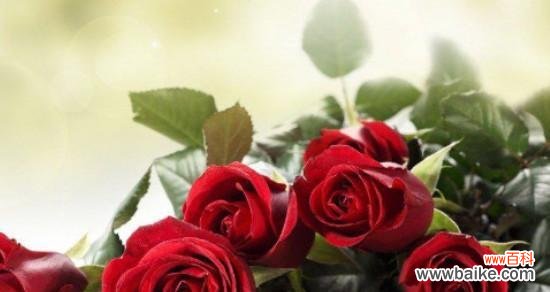 红玫瑰花语的浪漫表达和情感意义 红玫瑰花语大全及寓意