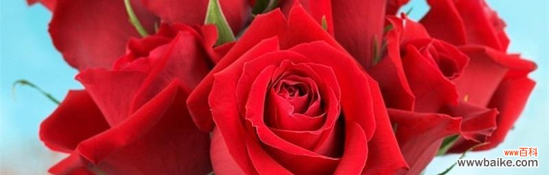 红玫瑰花语的浪漫表达和情感意义 红玫瑰花语大全及寓意