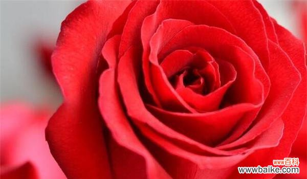 红玫瑰的浪漫情感和象征意义 红玫瑰花语与寓意