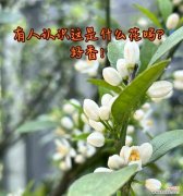 什么花是白色的寓意是什么？