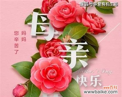 送母亲花的配色有何寓意？不同颜色的花代表什么？