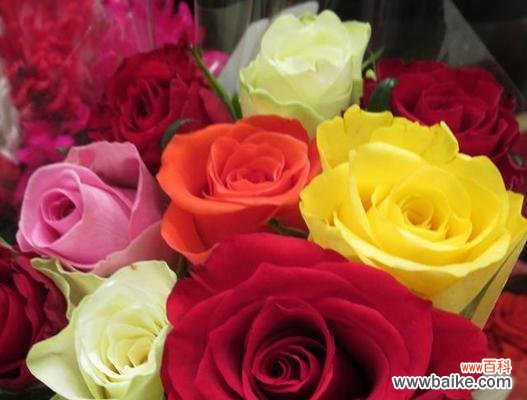 送母亲花的配色有何寓意？不同颜色的花代表什么？
