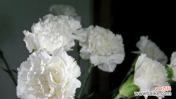 送母亲花的配色有何寓意？不同颜色的花代表什么？