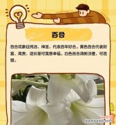 哪种花象征老年幸福？老年幸福花语的寓意是什么？