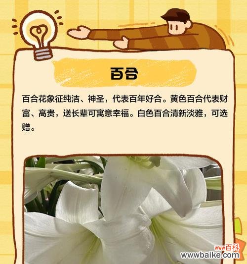 哪种花象征老年幸福?老年幸福花语的寓意是什么?