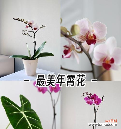哪种花象征老年幸福?老年幸福花语的寓意是什么?