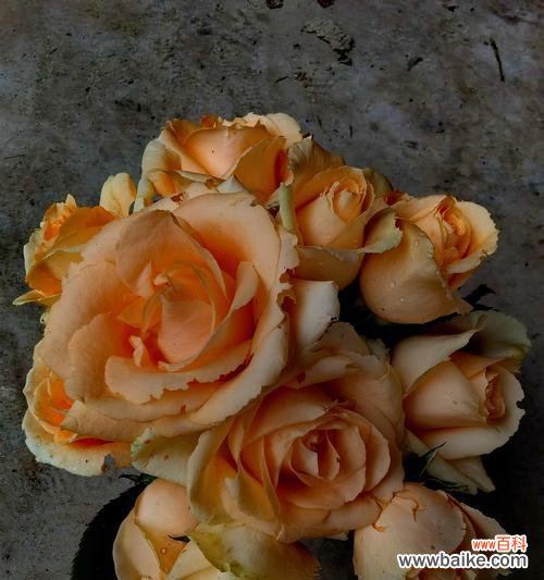 紫色海芋手捧花代表什么?手捧花的寓意有哪些?