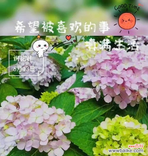 紫色海芋手捧花代表什么?手捧花的寓意有哪些?