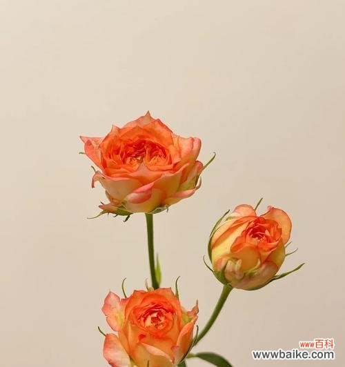 浪漫爱人花的寓意是什么?哪种花最能代表浪漫爱情?