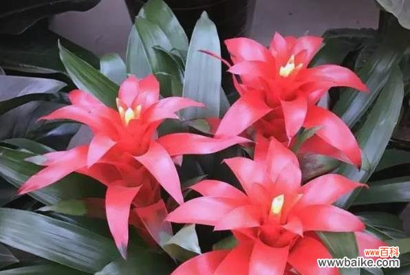 哪些花象征着美好和吉祥?美好吉祥花的寓意是什么?