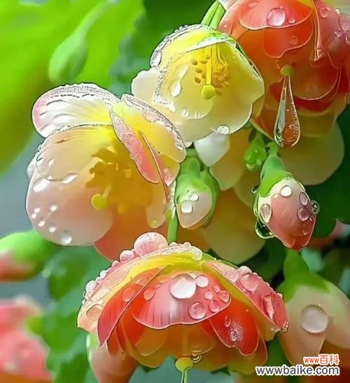 哪些花象征着美好和吉祥?美好吉祥花的寓意是什么?