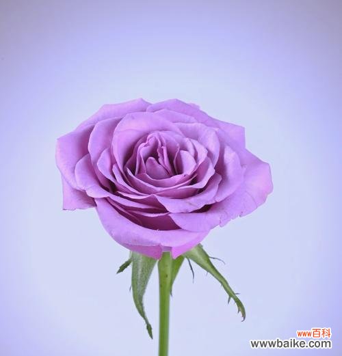 紫色玫瑰花做蛋糕代表什么?紫色玫瑰花做蛋糕的寓意是什么?