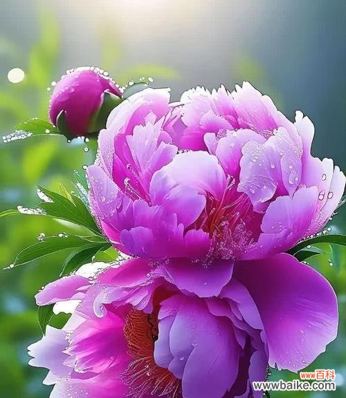 哪种花寓意平安喜乐?它们的象征意义是什么?