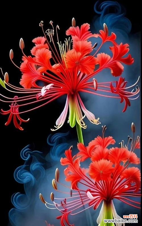 彼岸花的浪漫寓意和花语是什么?