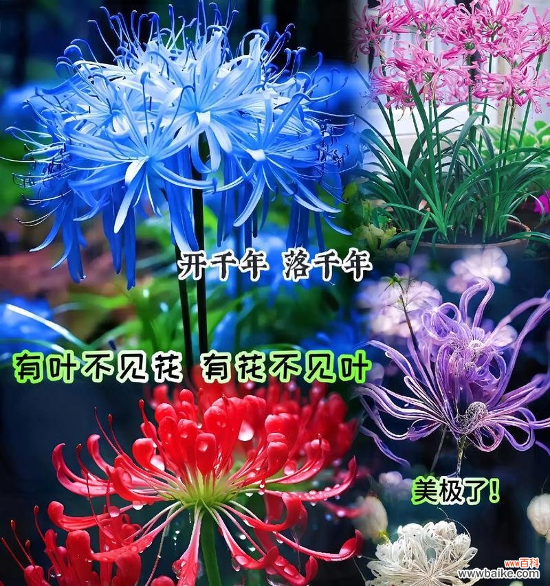 彼岸花的浪漫寓意和花语是什么?