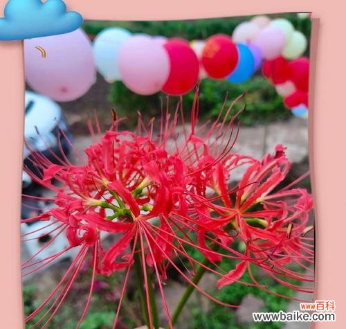 彼岸花的浪漫寓意和花语是什么?