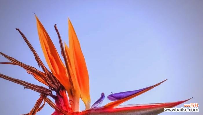 哪些花象征自由与健康？