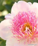 哪些花象征自由与健康？